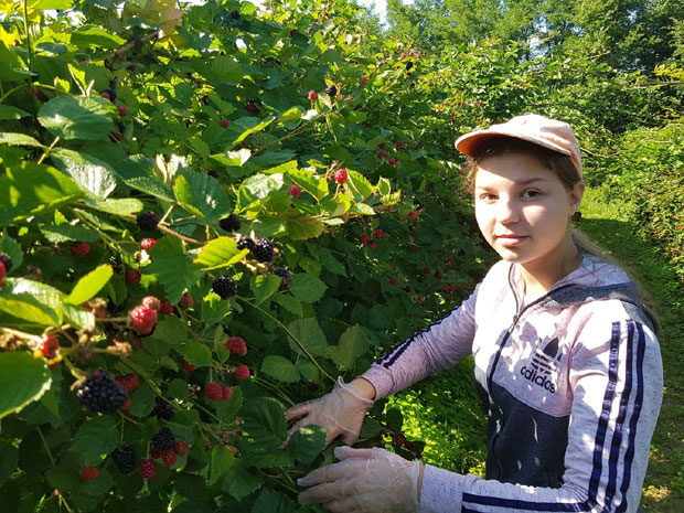 Подно Суве планине купињак као шљивик